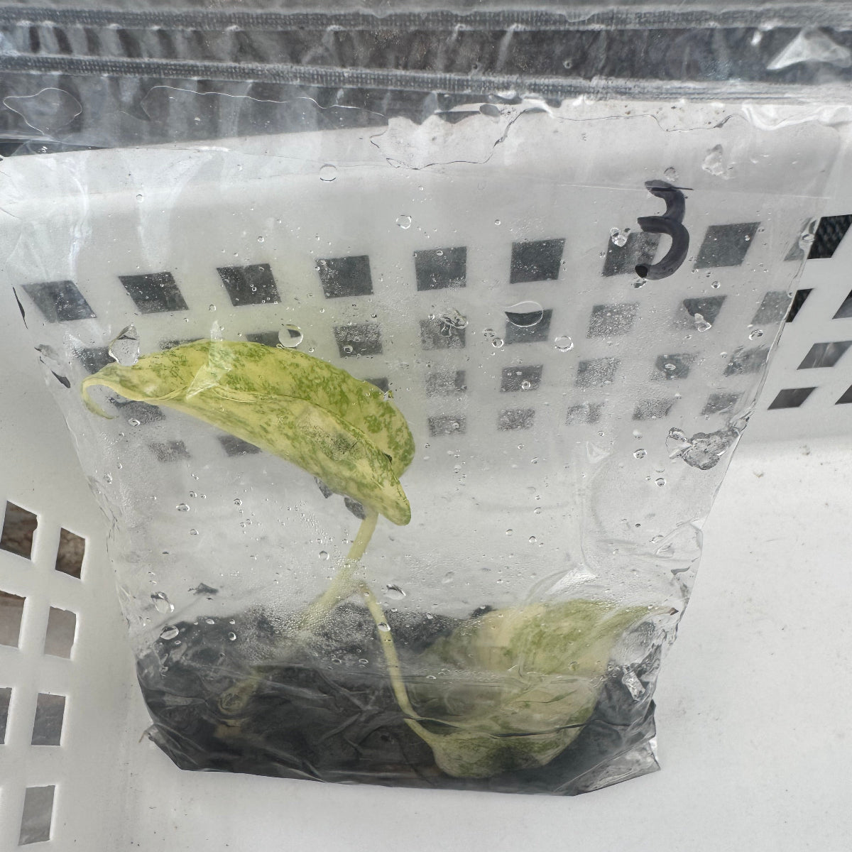 第3弾【限定】モンステラ デリシオーサ 'タイコンステレーション