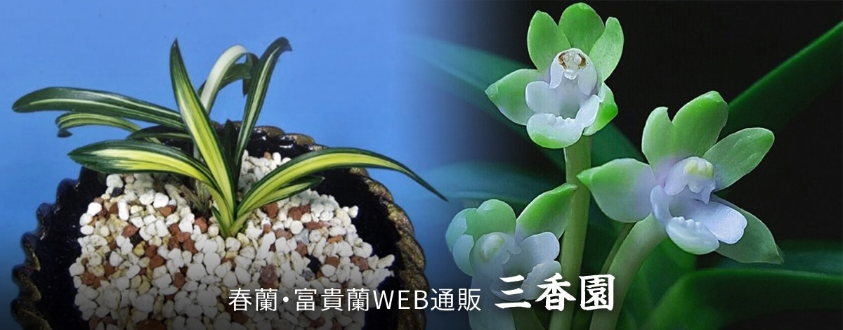春蘭・富貴蘭WEB通販 三香園 |