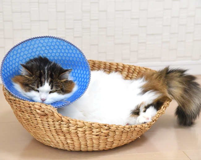 猫用エリザベスカラー ソフトタイプ キティサイズ XS 2枚組 ゴロにゃん