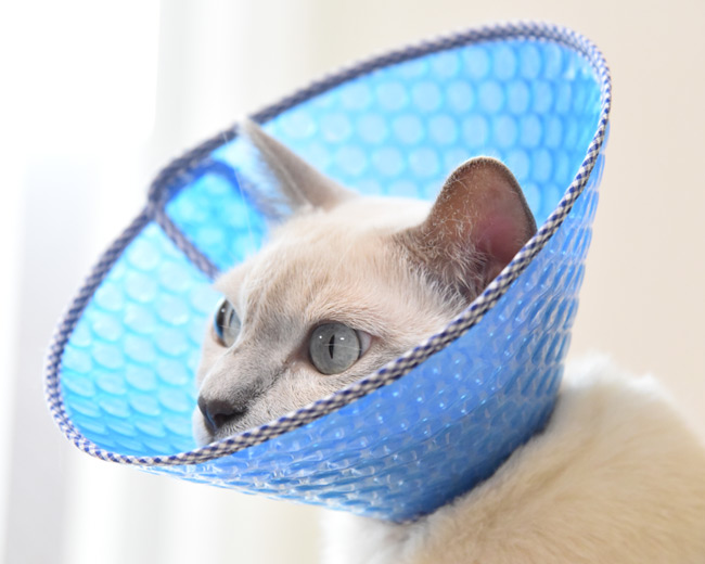 猫用エリザベスカラー ソフトタイプ キティサイズ XS 2枚組 ゴロにゃん