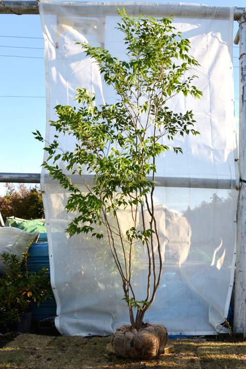 ハイノキ（山採り）一覧