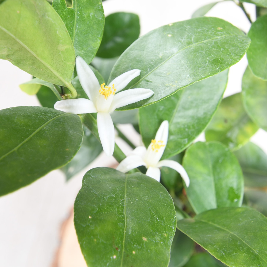 吉本花城園 実つき 大実 金柑 キンカン 5号鉢植え 果樹苗 甘い金柑 皮