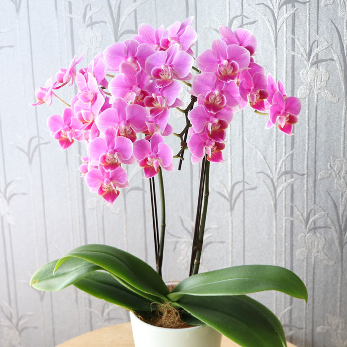 鉢植えの花 プレゼント 選べるミディ 胡蝶蘭 生花 産地直送 洋ラン 鉢