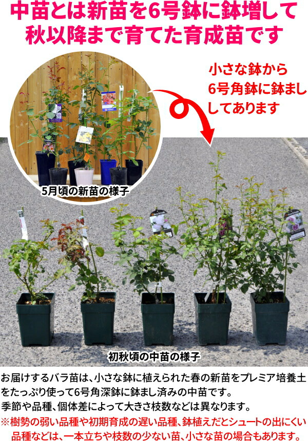 バラ苗【中苗】あおいのうえ【葵の上】 6号鉢植え品《1bp6-8-A05-06