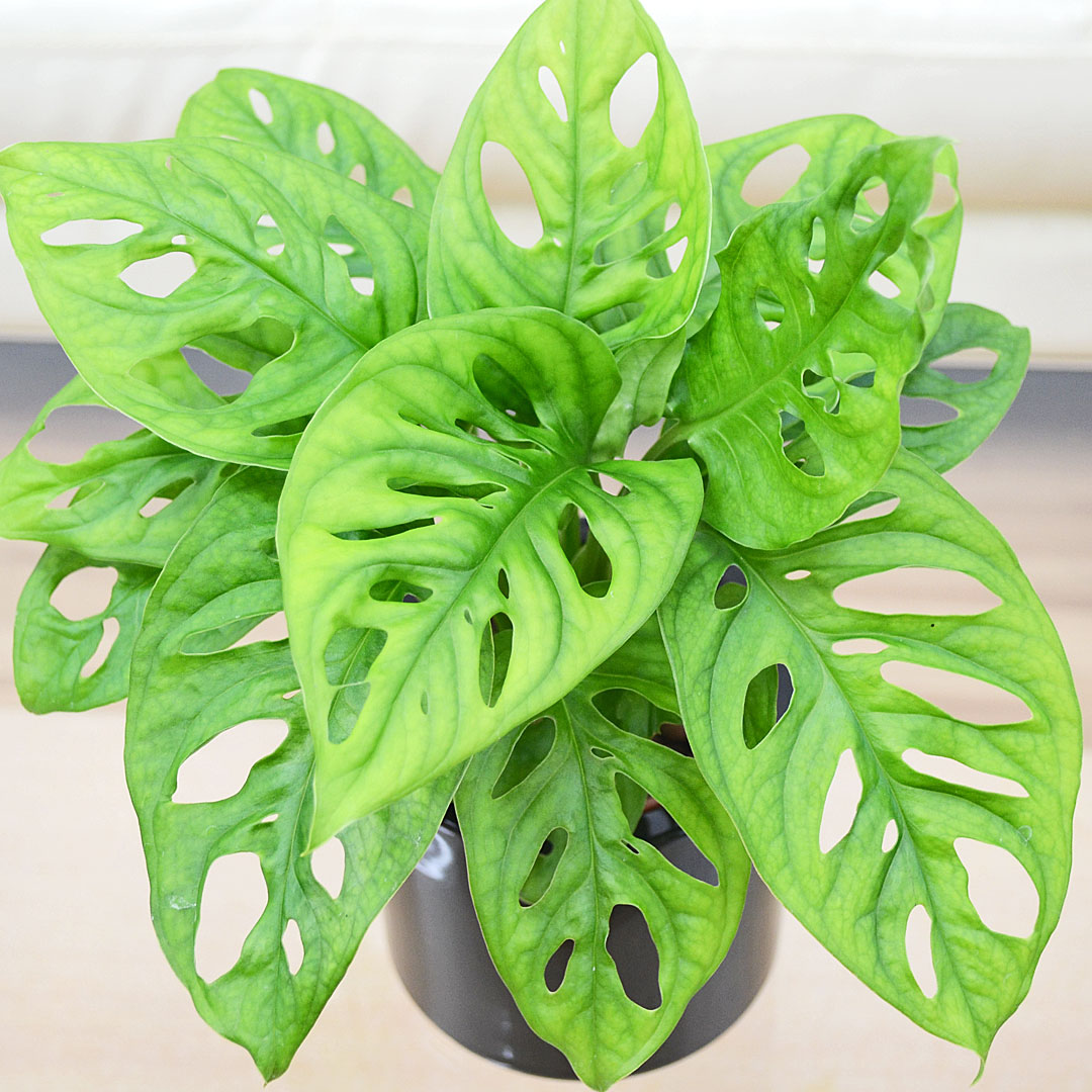 観葉植物 ミニ マドカズラ 窓葛 モンステラ ハイドロカルチャー 水耕