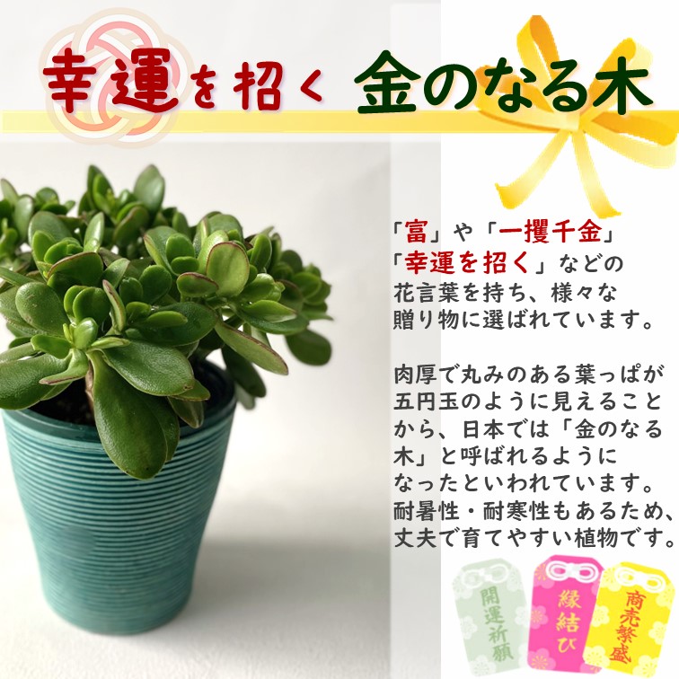 金のなる木 5号鉢カバーつき 1個 花月 jade plant おしゃれ 鉢カバーに