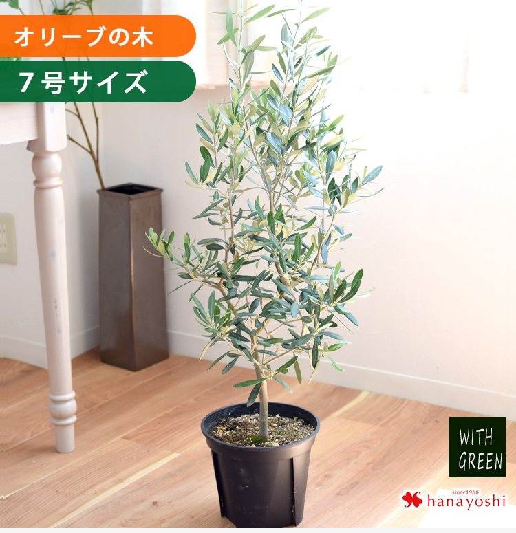 フラワーマーケット花由 鉢植え オリーブの木 ＜プラスチック鉢＞ 7号