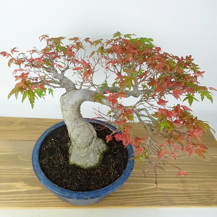 盆栽 紅葉 樹高 約23cm もみじ 高級盆栽 Acer palmatum モミジ カエデ