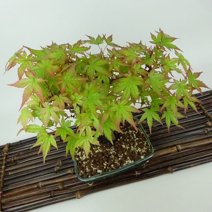 盆栽 紅葉 荒皮 樹高 約17cm もみじ Acer palmatum モミジ カエデ科