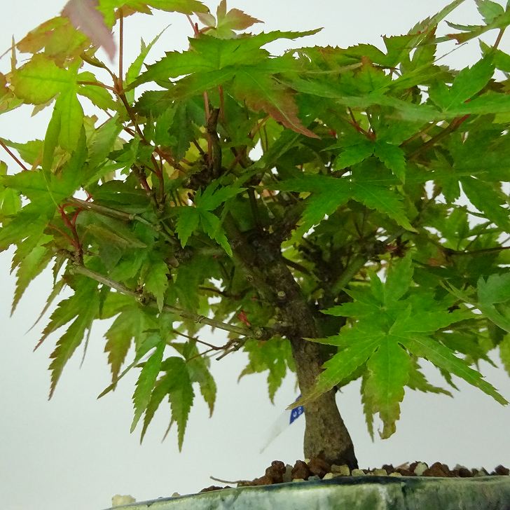 盆栽 紅葉 荒皮 樹高 約14cm もみじ Acer palmatum モミジ カエデ科