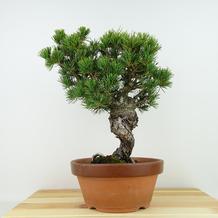 盆栽 松 五葉松 八房 樹高 約27cm ごようまつ Pinus parviflora