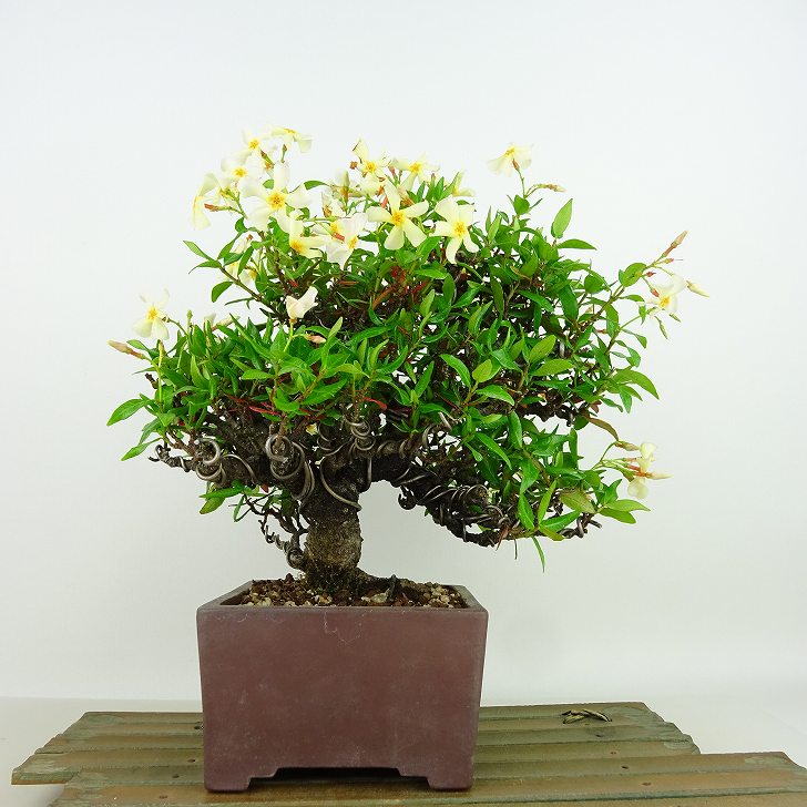 盆栽 定家葛 樹高 約20cm ていかかずら テイカカズラ つる性