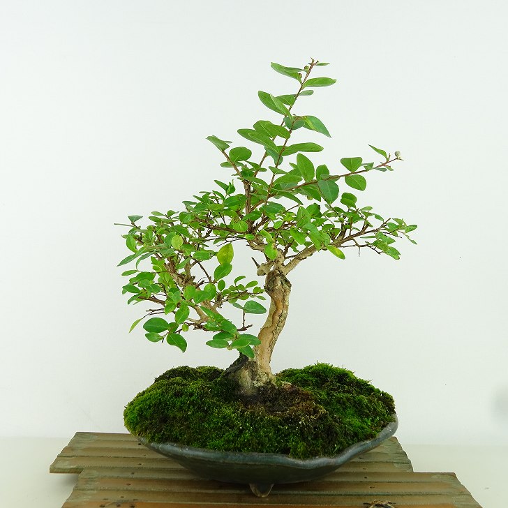 盆栽 百日紅 樹高 約27cm さるすべり Lagerstroemia indica サルスベリ
