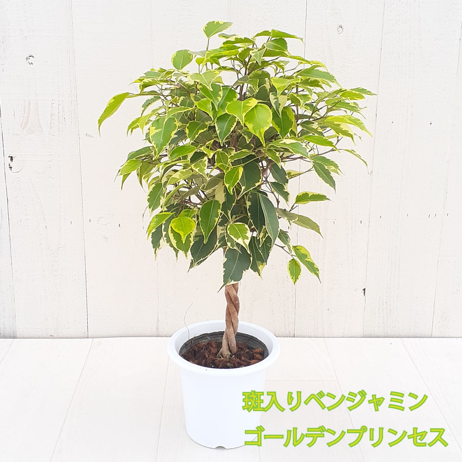 吉本花城園 1000円ポッキリ！ 観葉植物 ベンジャミン ゴールデン