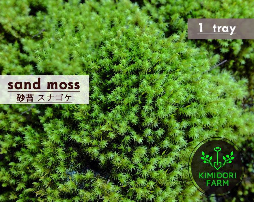 スナゴケ 砂苔 60cm×30cm 1トレー 国産 コケ 園芸 日本庭園 庭園 庭園