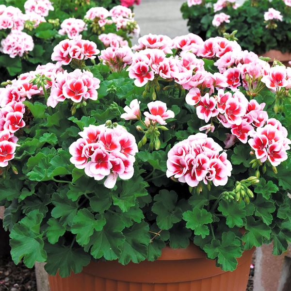苗 ゼラニウム 花苗」の人気商品一覧 | 安い商品を通販サイトから探す