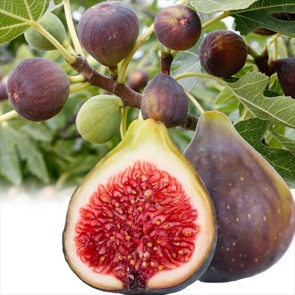 花と緑 国華園 - イチジク苗｜Yahoo!ショッピング