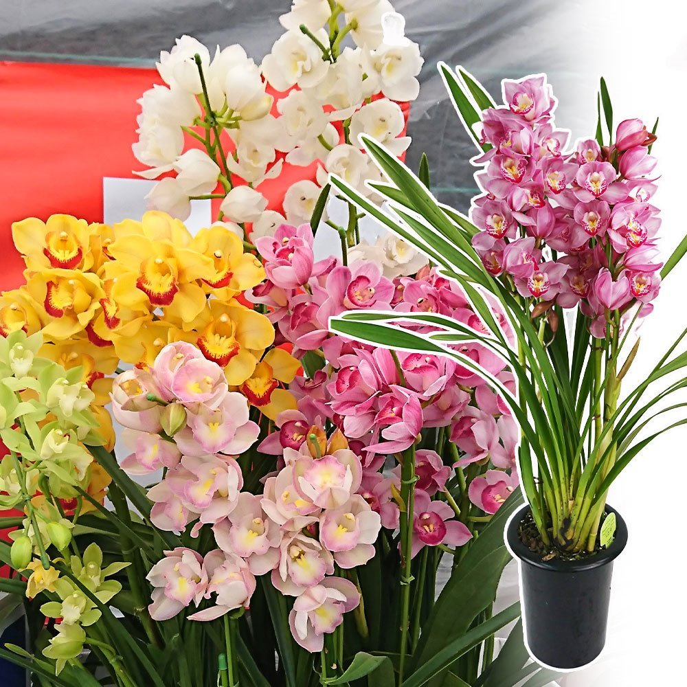 鉢花 花色おまかせシンビジウム 2本立て 1鉢 /【送料グループNP09