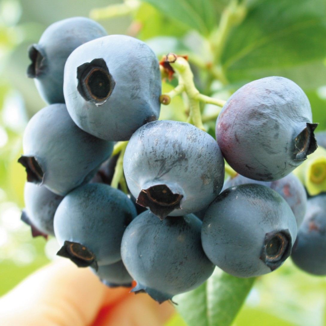 苗 オニール ブルーベリー」の人気商品一覧 | 安い商品を通販サイト