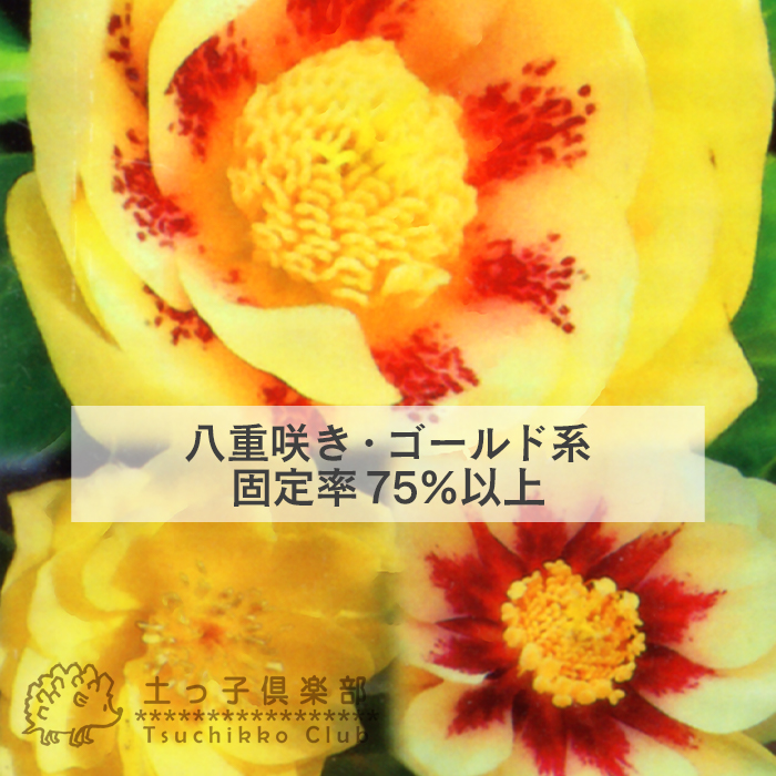 希少 クリスマスローズ 『 ネオン系 ・ ゴールド系