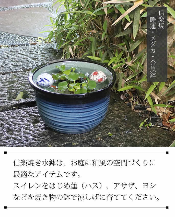 信楽焼 睡蓮鉢 メダカ鉢 おしゃれ めだか鉢 陶器 水鉢 ビオトープ