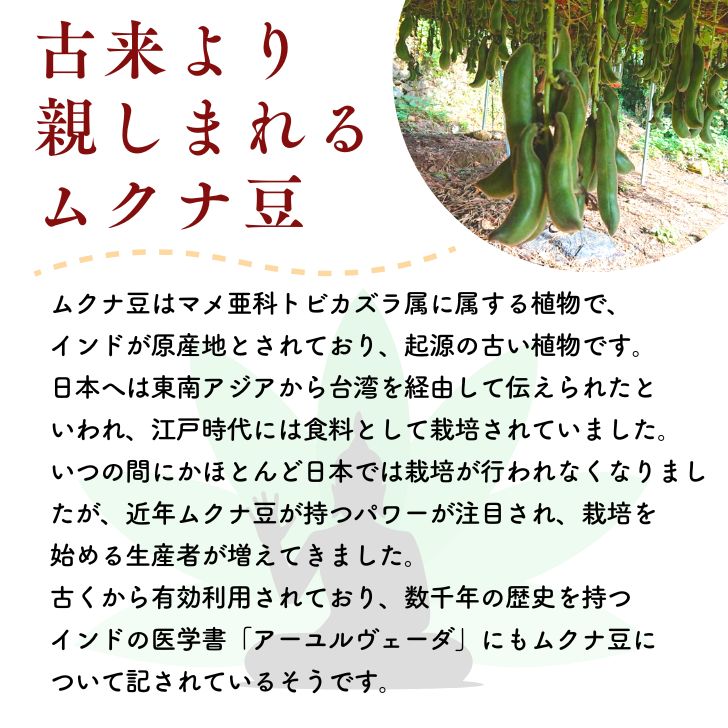 熊本産 乾燥 ムクナ豆 500g 【 送料無料 】 国産 栽培時農薬不使用