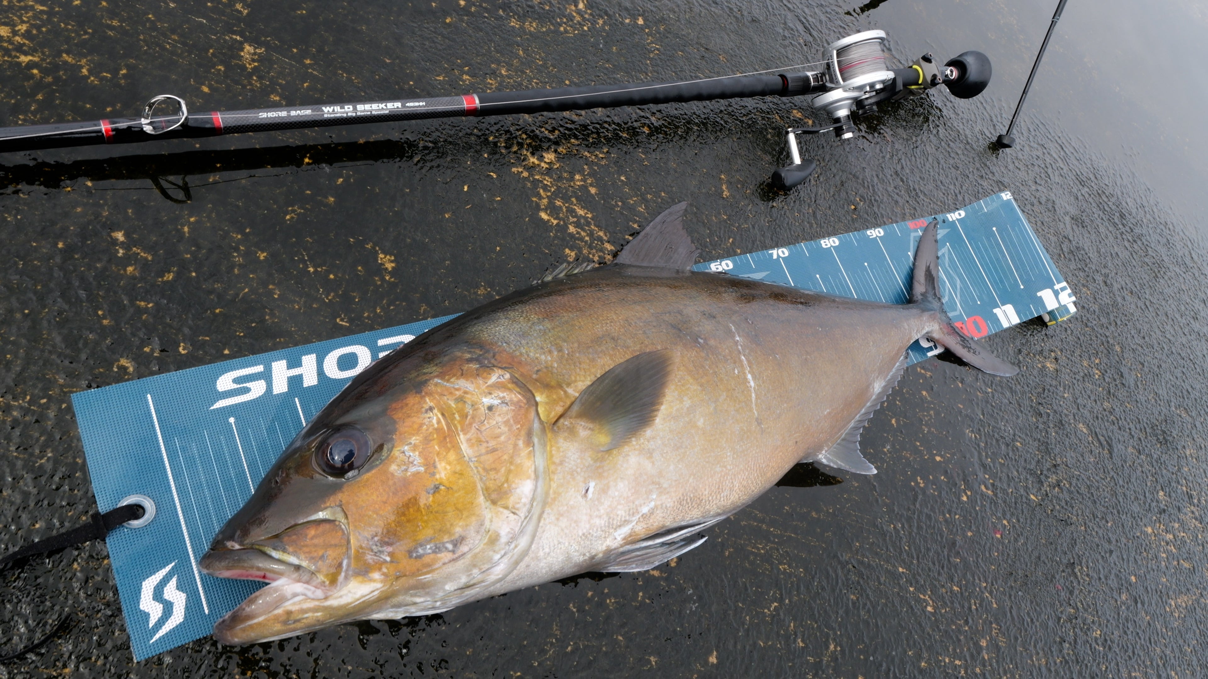 WILD SEEKER 453HH (ワイルドシーカー453HH)