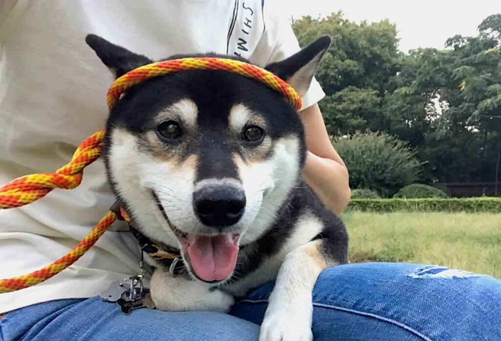 表情豊かな黒柴たち！こんなシーンのこんな顔 | 柴犬ライフ [Shiba-Inu