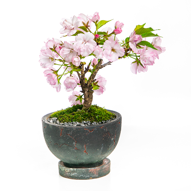 旭山一才桜 | 株式会社 四季彩グリーン