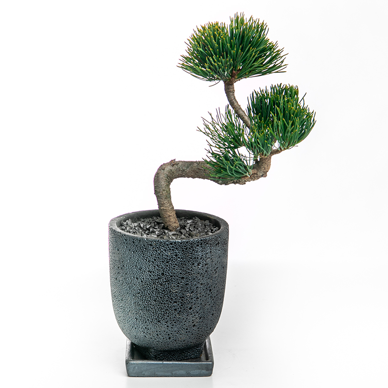 真柏 | 株式会社 四季彩グリーン