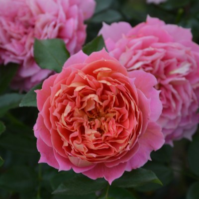 新商品・追加入荷 | バラ苗の通販の篠宮バラ園