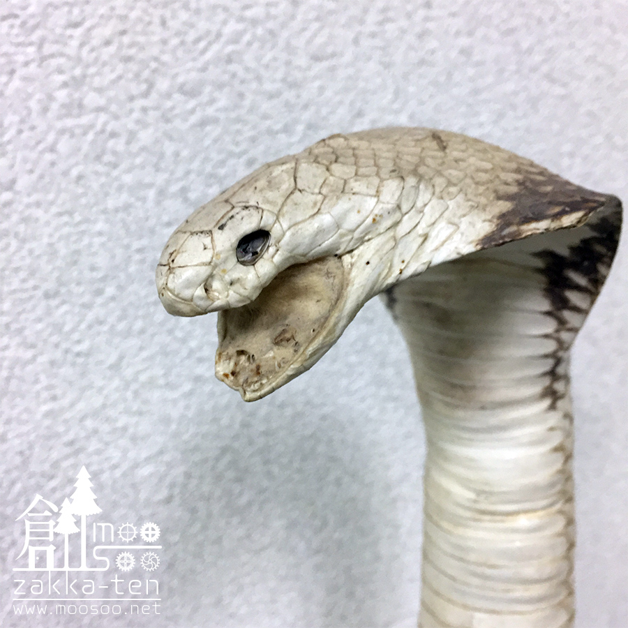 大特価】コブラ VS マングースの剥製2 | 博物と古物の奇妙な雑貨店