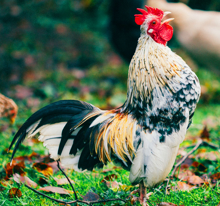 Bantam (Miniature) Chickens: Small, Quiet Egg Layers - Silver