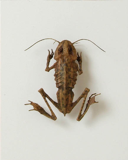 ショウグンガエル