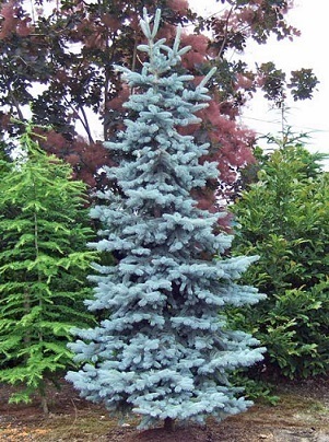 ホプシー: 小さな庭のガーデニング