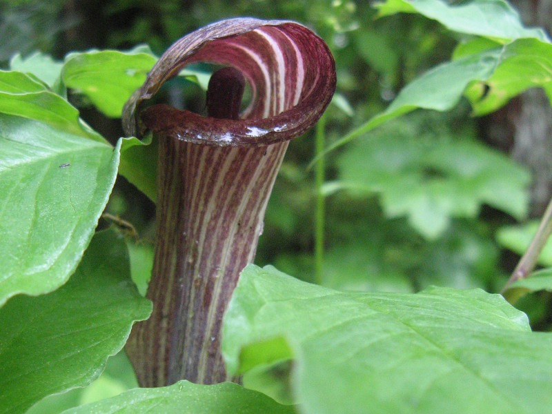 マムシグサ | Arisaema serratum | かぎけん花図鑑