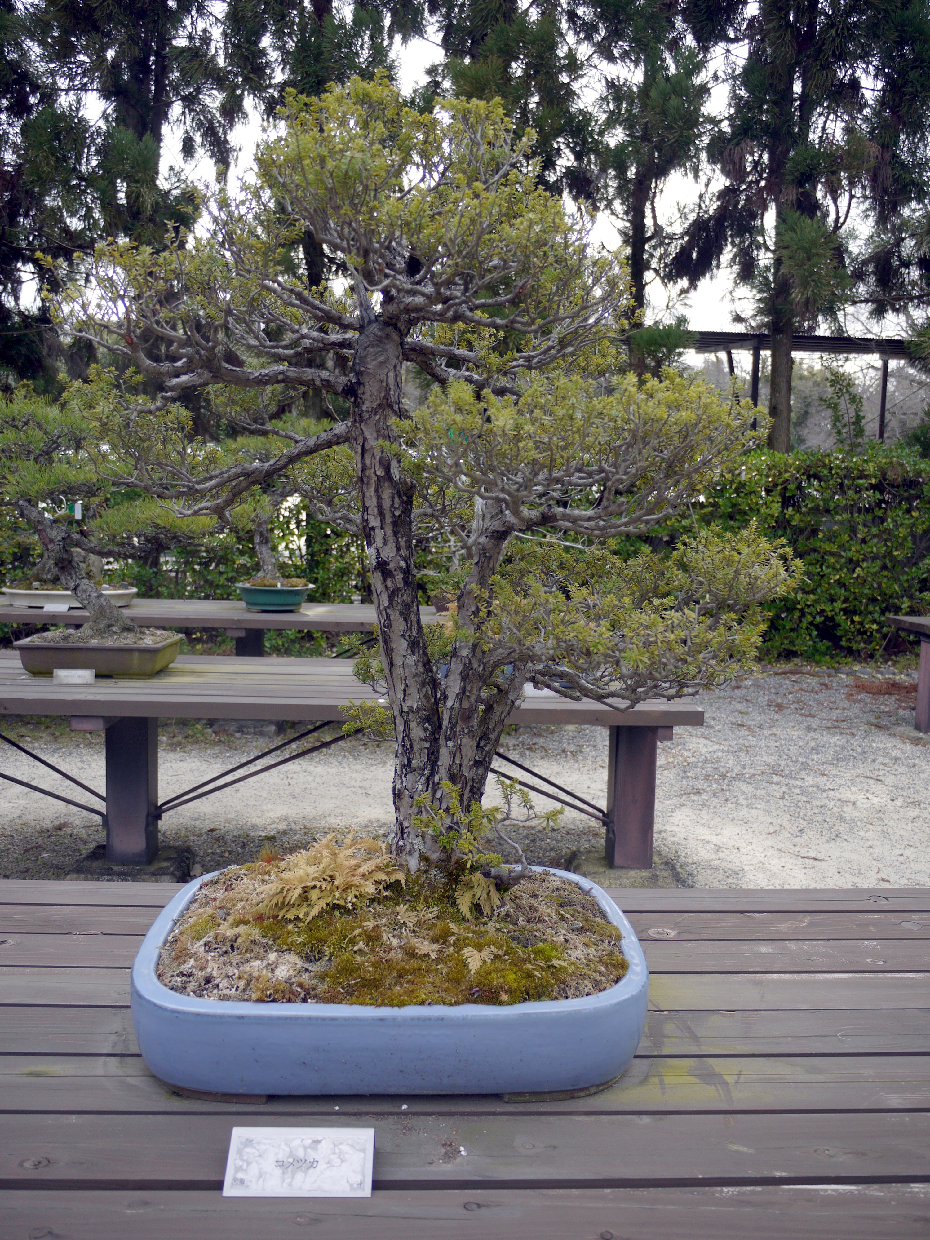 コメツガ | Tsuga diversifolia | かぎけん花図鑑