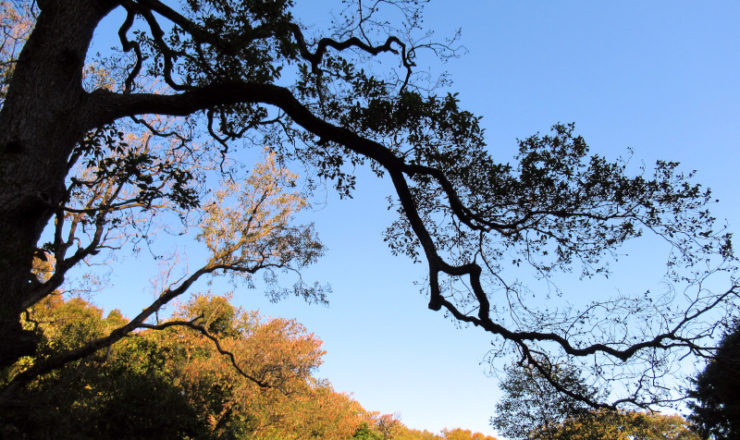 何に使うのだろう?万葉集草木シリーズ30.ハンノキ かぎけん花図鑑 花