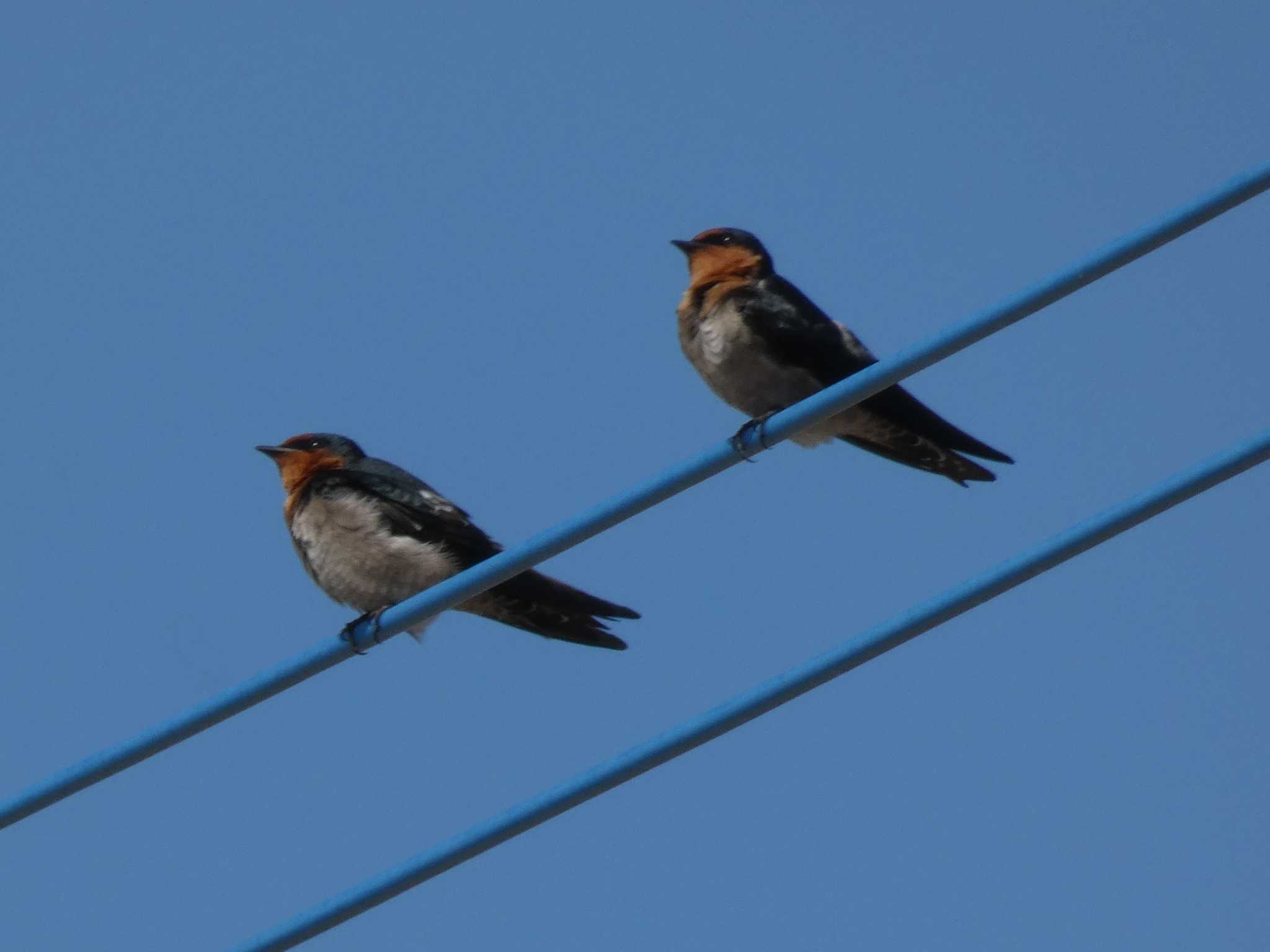 リュウキュウツバメ | 探鳥地・最近の観察履歴・写真など | ZooPicker