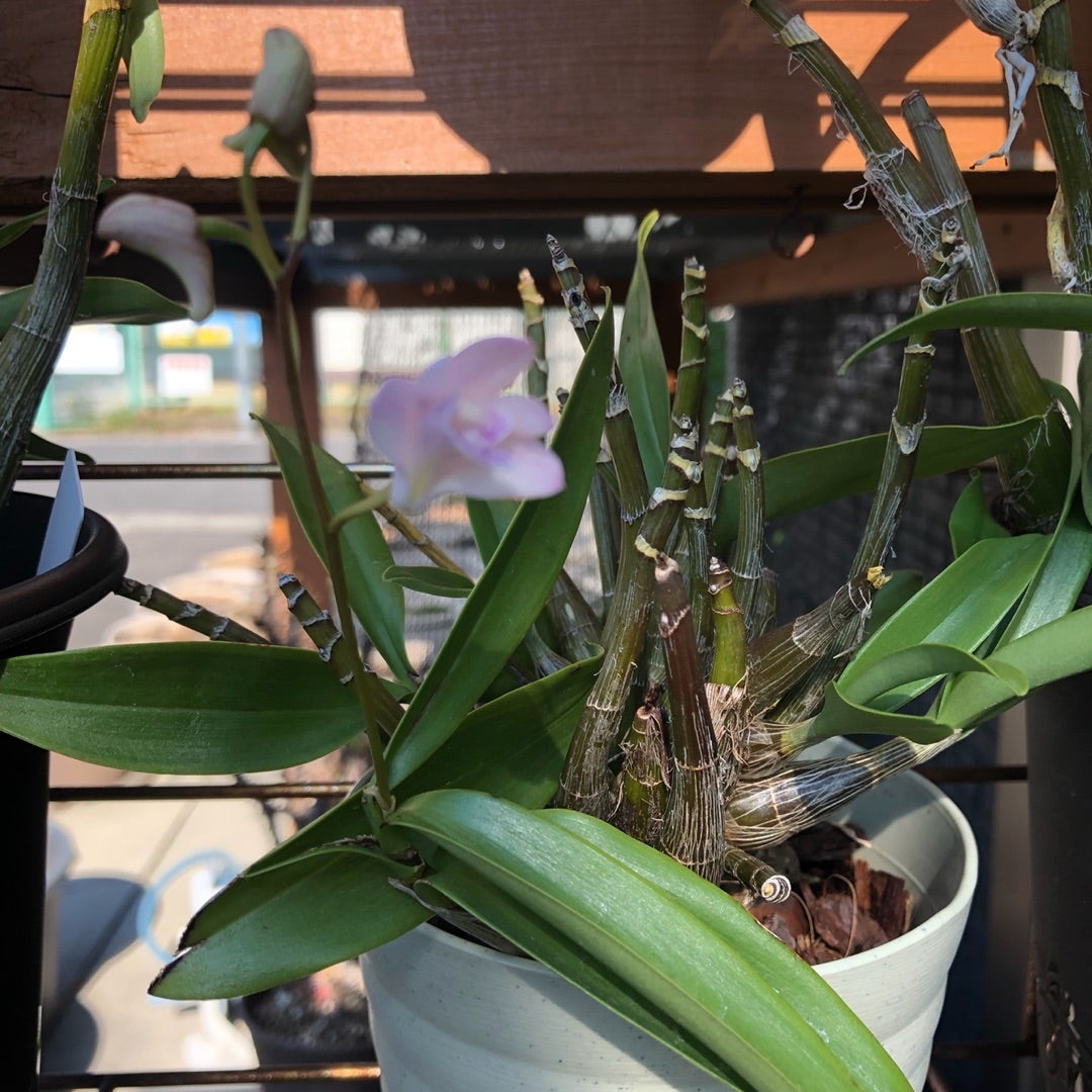 デンドロビウム ムーンマーメイド | 花金猫日記