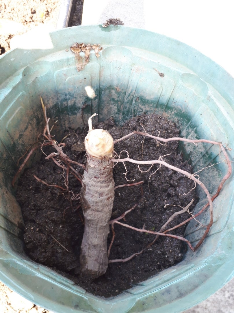 ユッカグロリオサ 散り斑 鉢植え | ドライガーデン&金魚