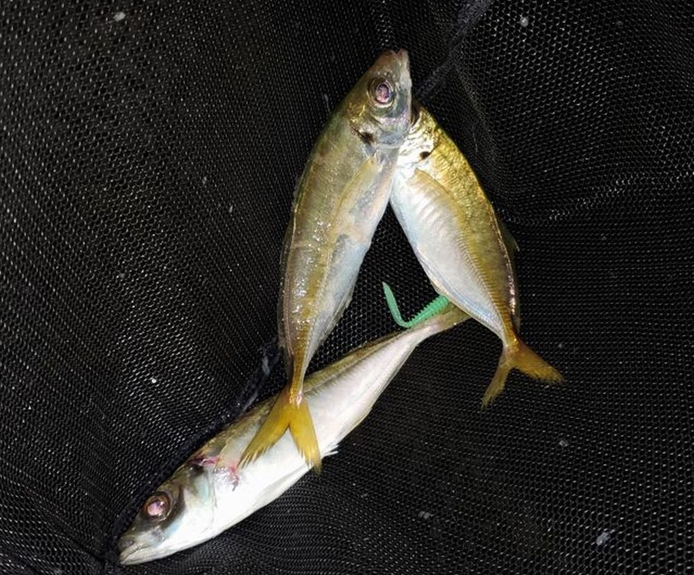 モーリス グラファイトワークス TFL-55RX-Ti シェイクダウン