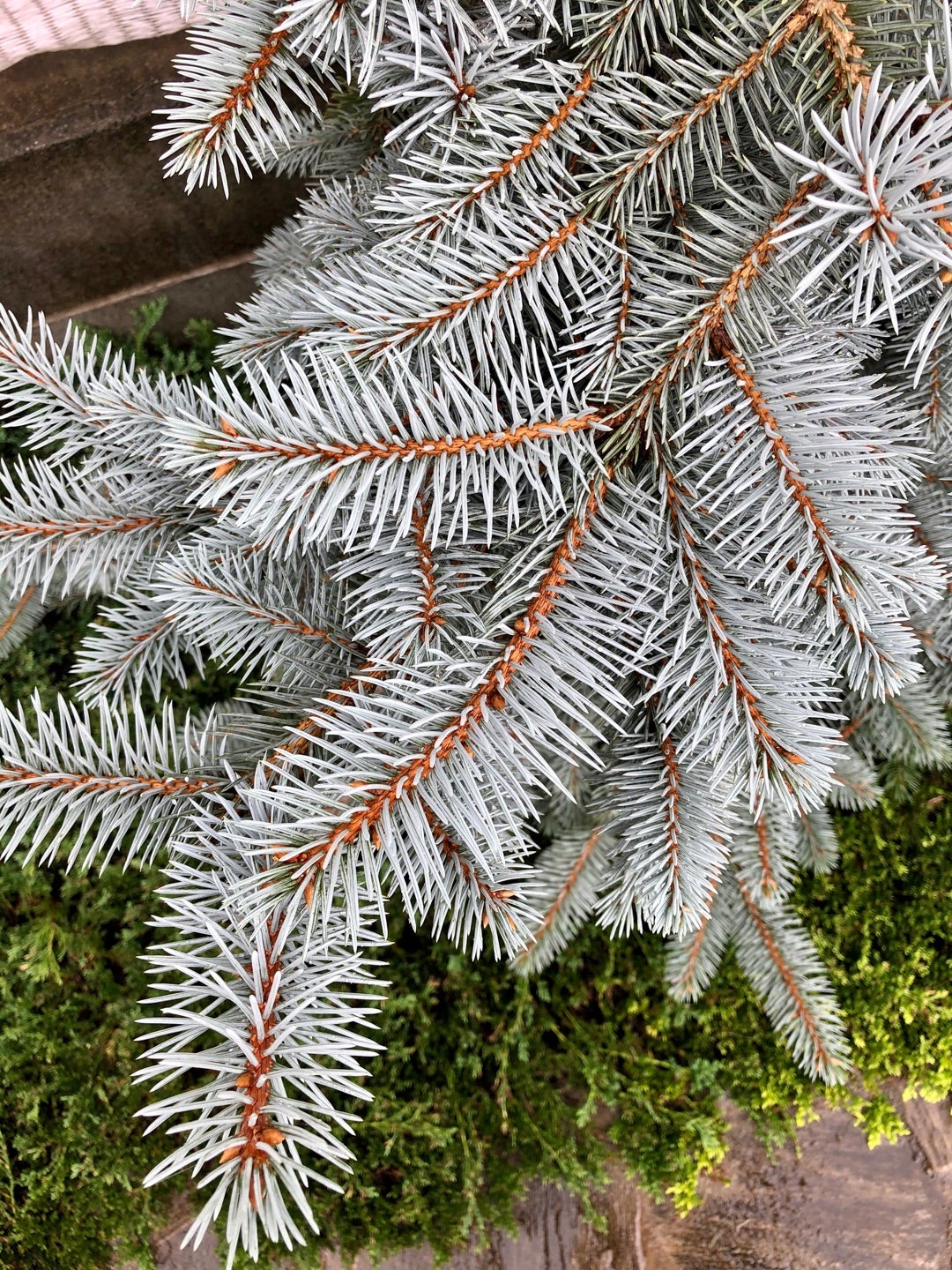 カナダトウヒ「ペンデュラ 」 | dukeのコニファー&陶芸ブログ