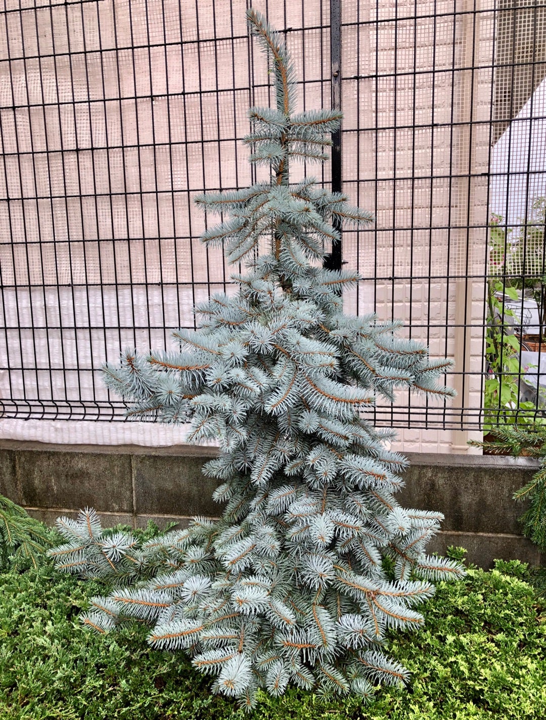 カナダトウヒ「ペンデュラ 」 | dukeのコニファー&陶芸ブログ