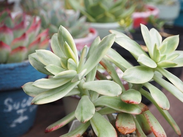 斑入り多肉植物‟錦”コレクション | ブログ版Olive&SucculentGarden
