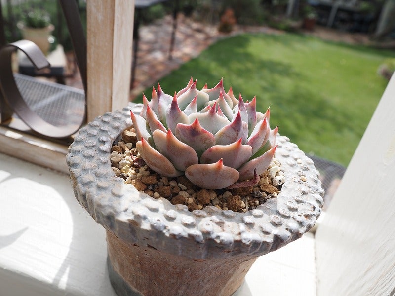 夏のミックスべリア特集と葉挿し | ブログ版Olive&SucculentGarden