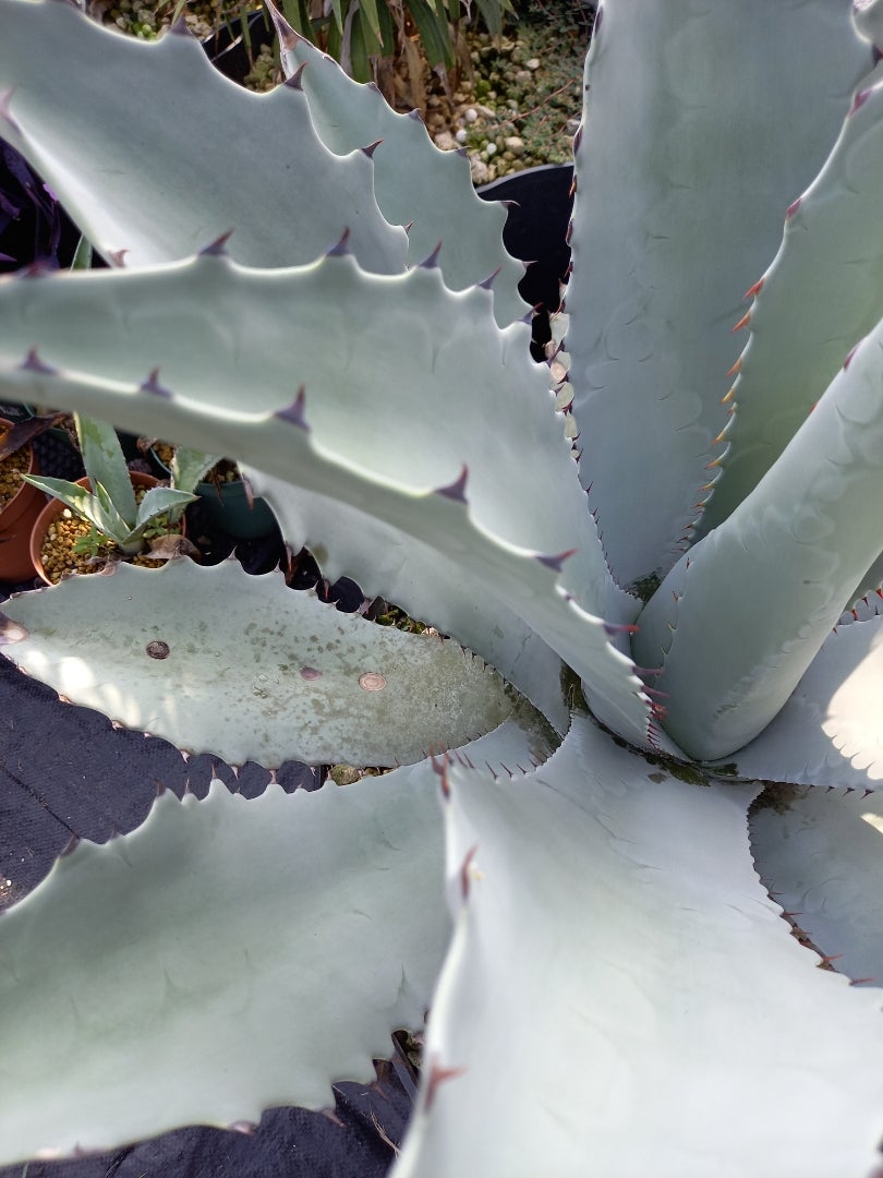 白いアガベ ～テマカプリネンシス～ | ドライガーデン&金魚