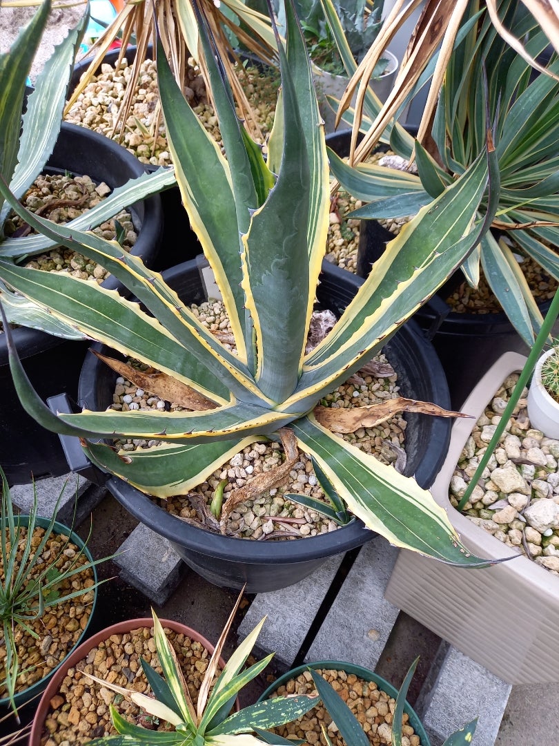 アガベ・フェロックス錦 | ドライガーデン&金魚
