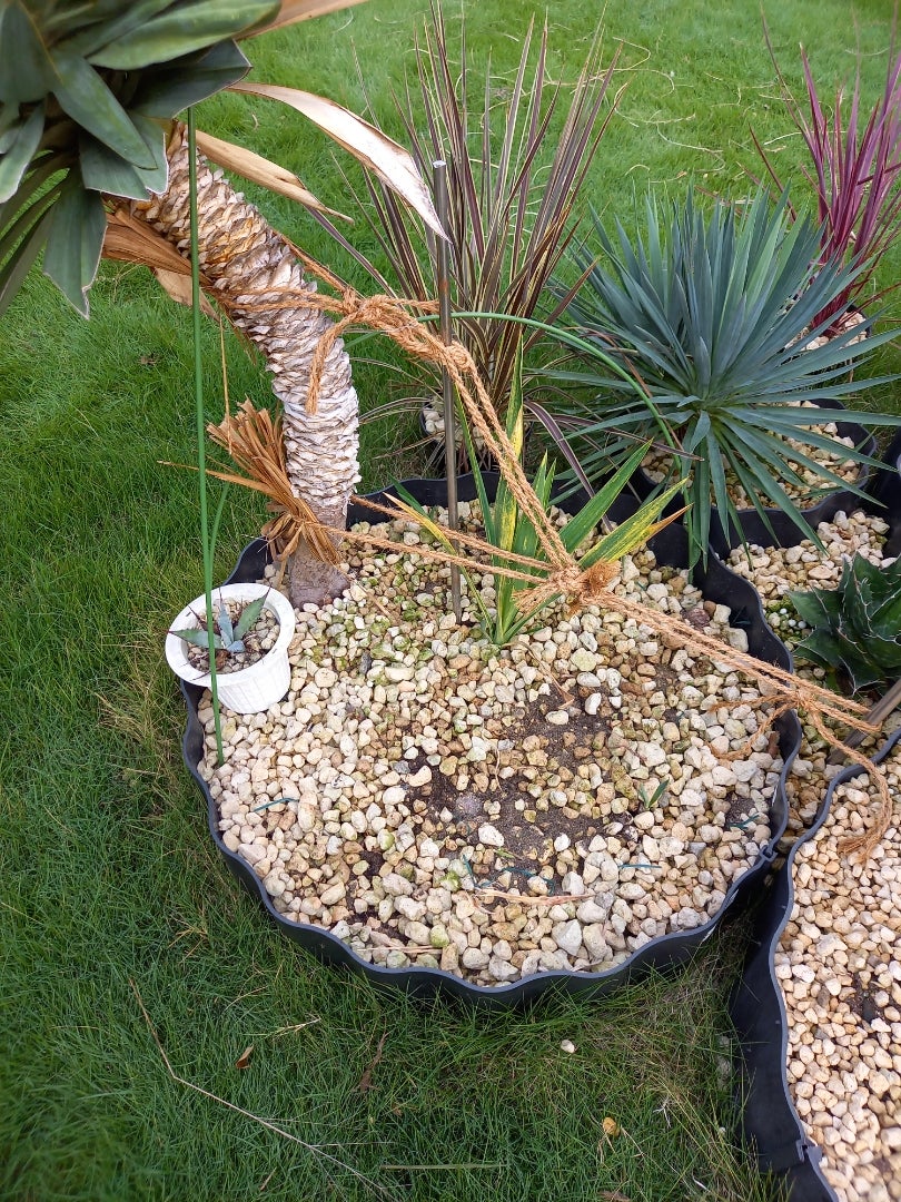 ユッカグロリオサ散り斑 | ドライガーデン&金魚