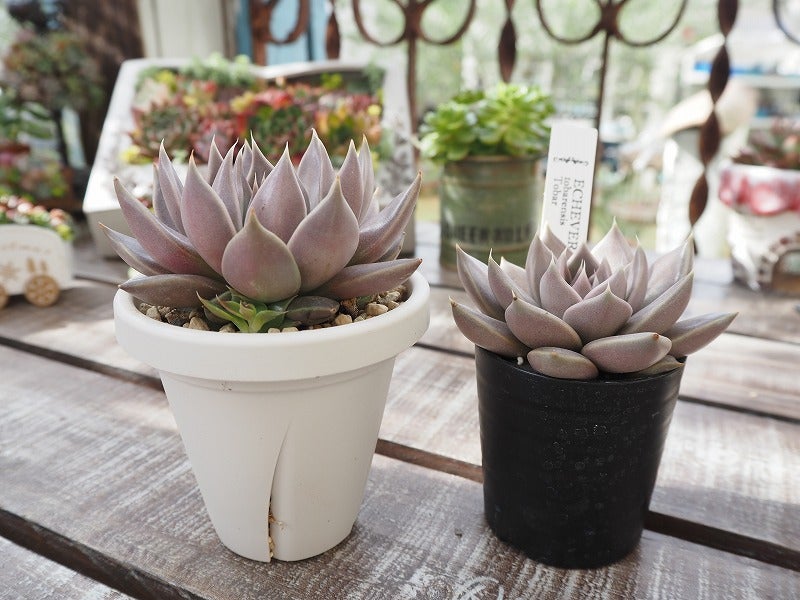 今の時期植え替えを迷う多肉どうする？ | ブログ版Olive&SucculentGarden